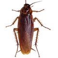 Baratas