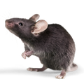 Ratos e Roedores