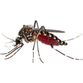 Mosquitos