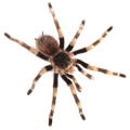 Aranhas
